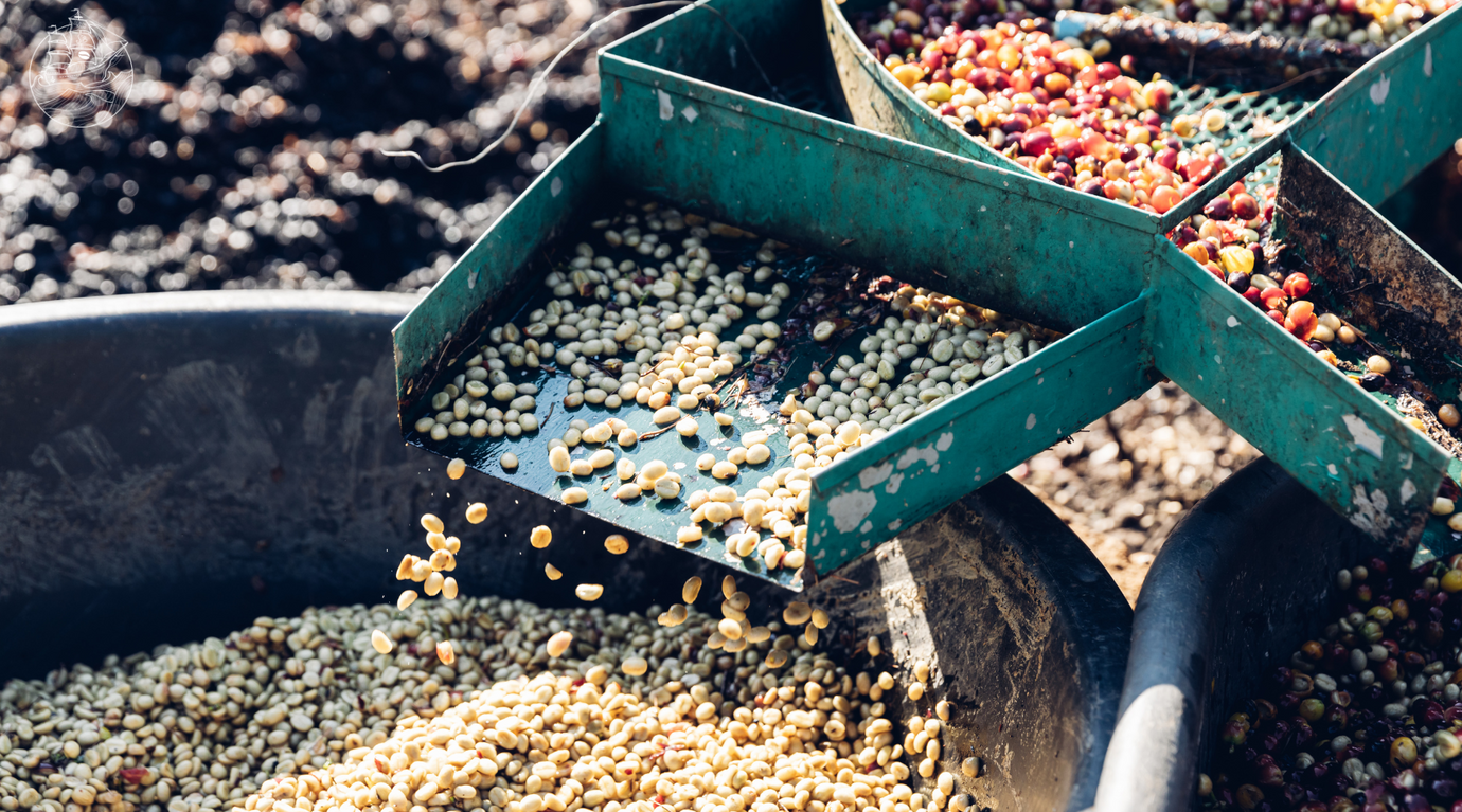 Exploring Coffee Processing Methods